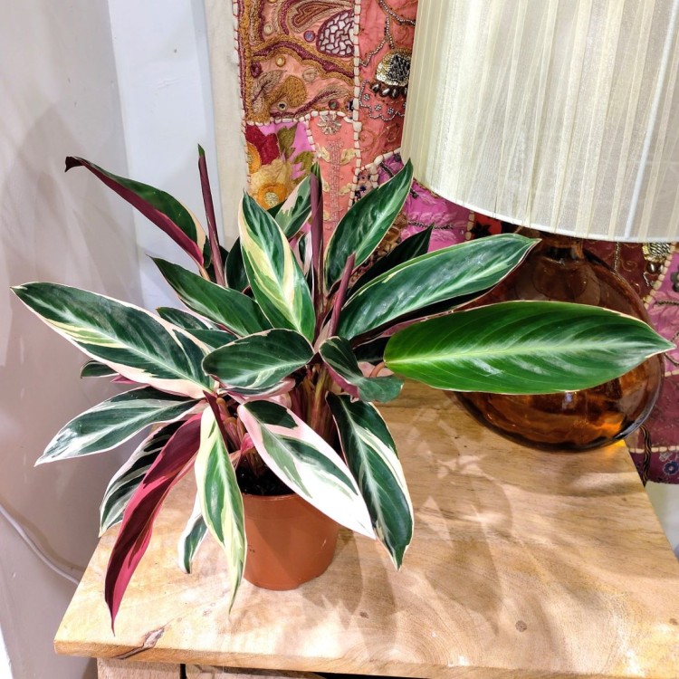 Calathea Stromanthe Triostar - 12cm pot