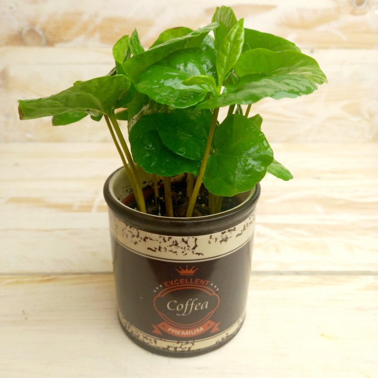 Coffee Arabica