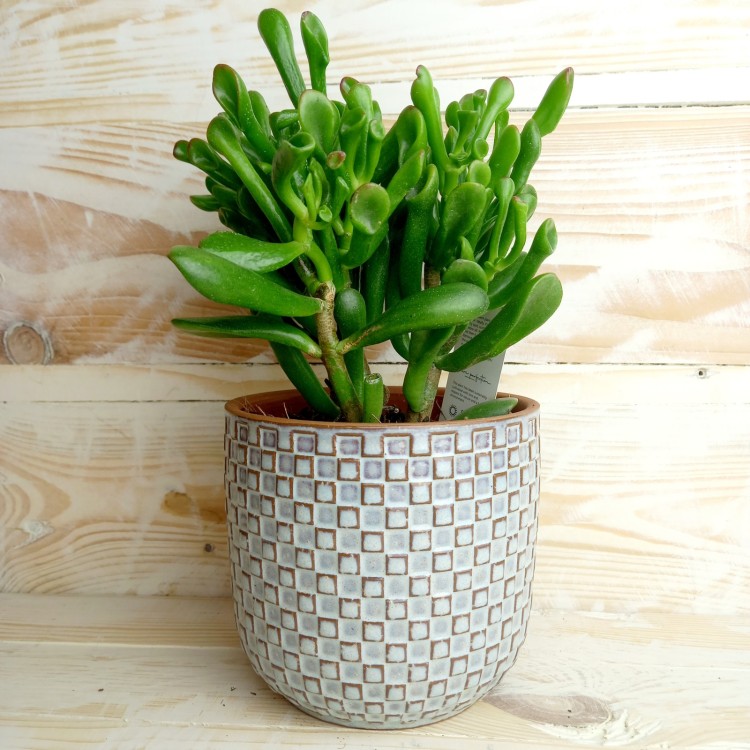 Crassula Ovata Hobbit 22cm tall