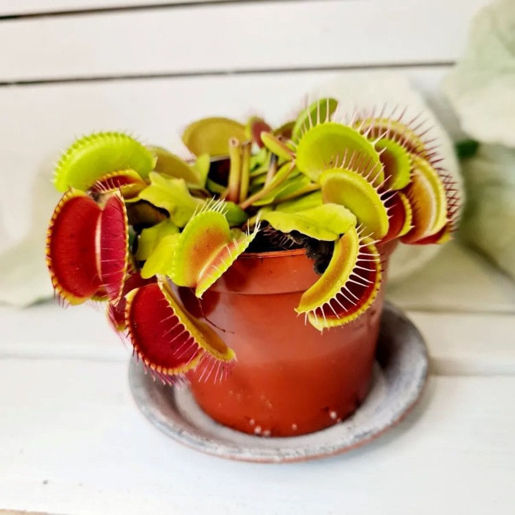 Dionaea muscipula - Venus Fly trap 8.5cm