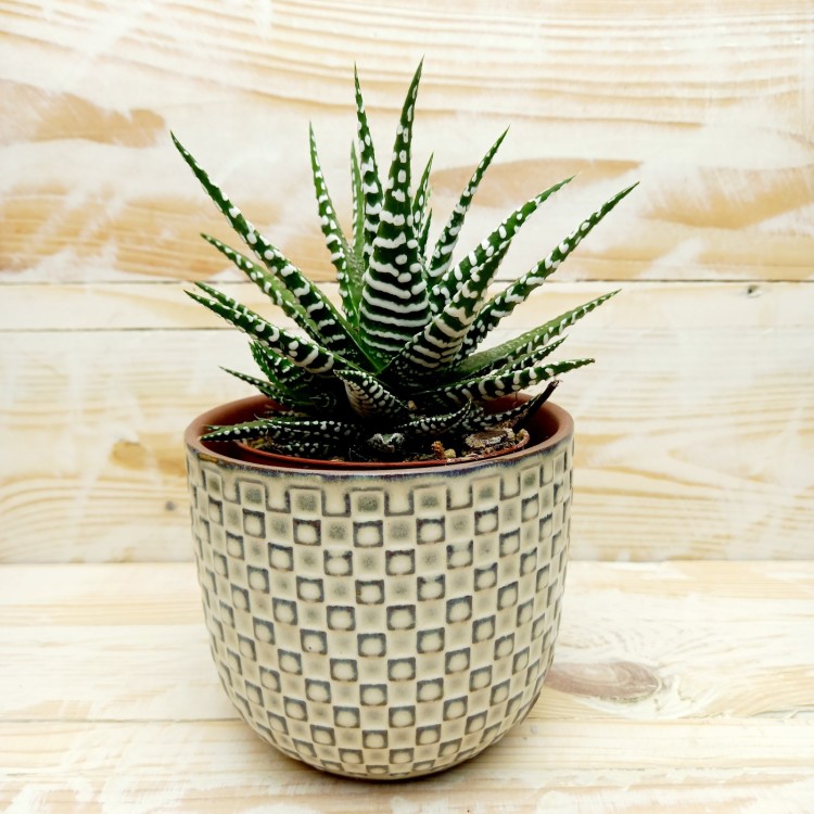 Haworthia Faciata Big Band 8cm pot 16cm tall