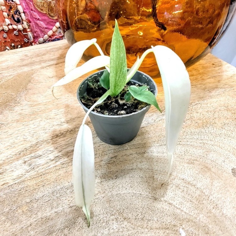 Philodendron Florida Ghost - 6cm pot