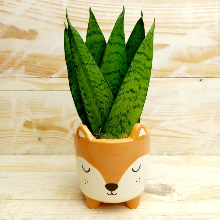 Sansevieria Zeylancia Fan 6cm pot 17cm tall