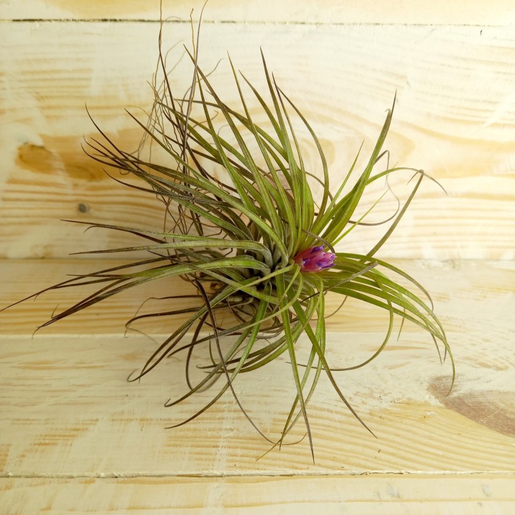 Tillandsia